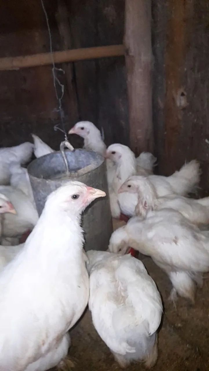 Pintos brahma white puro