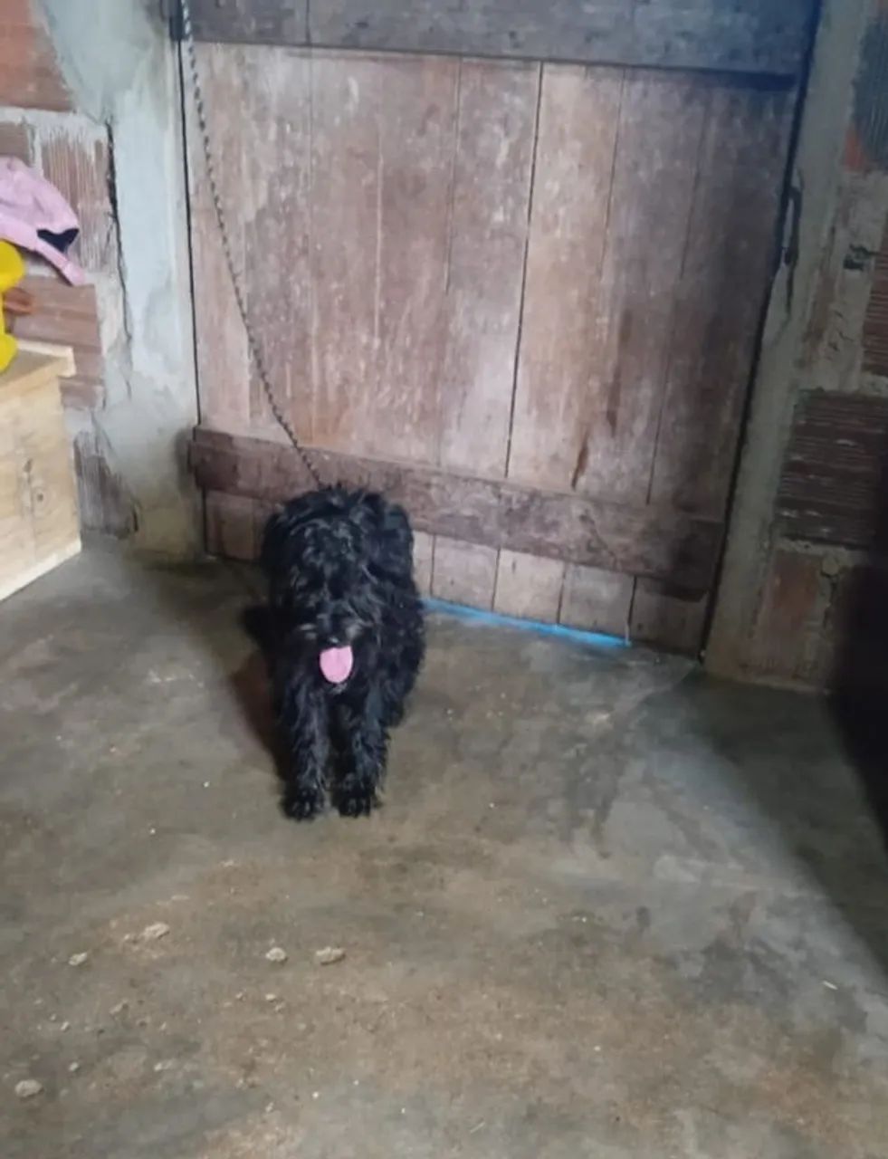 Lindo poodle - Foto 2