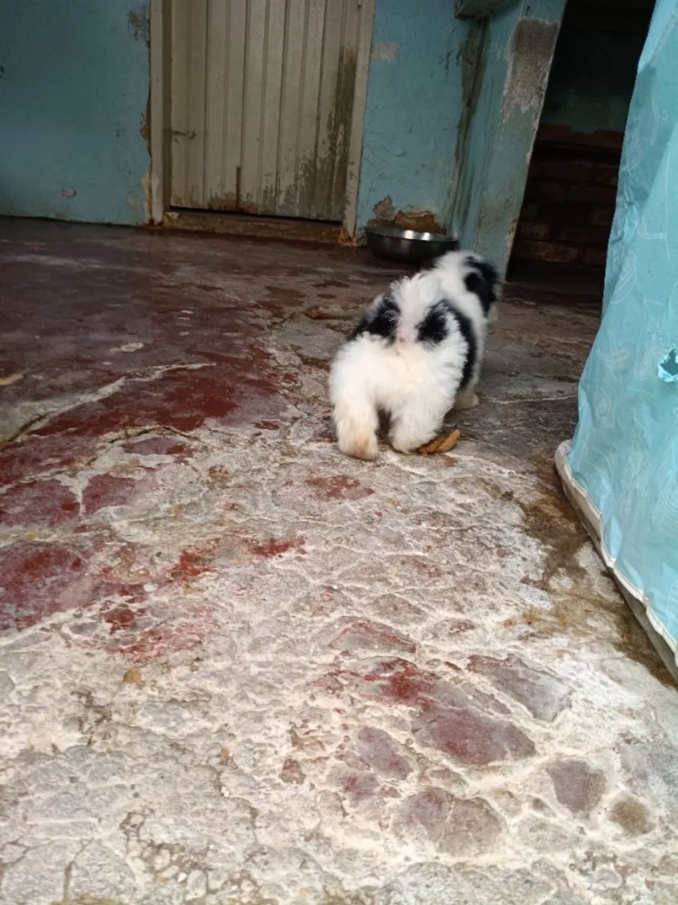 Vendas de shitiso  - Foto 12