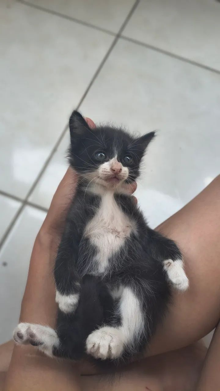 Adoção responsável  - Foto 5