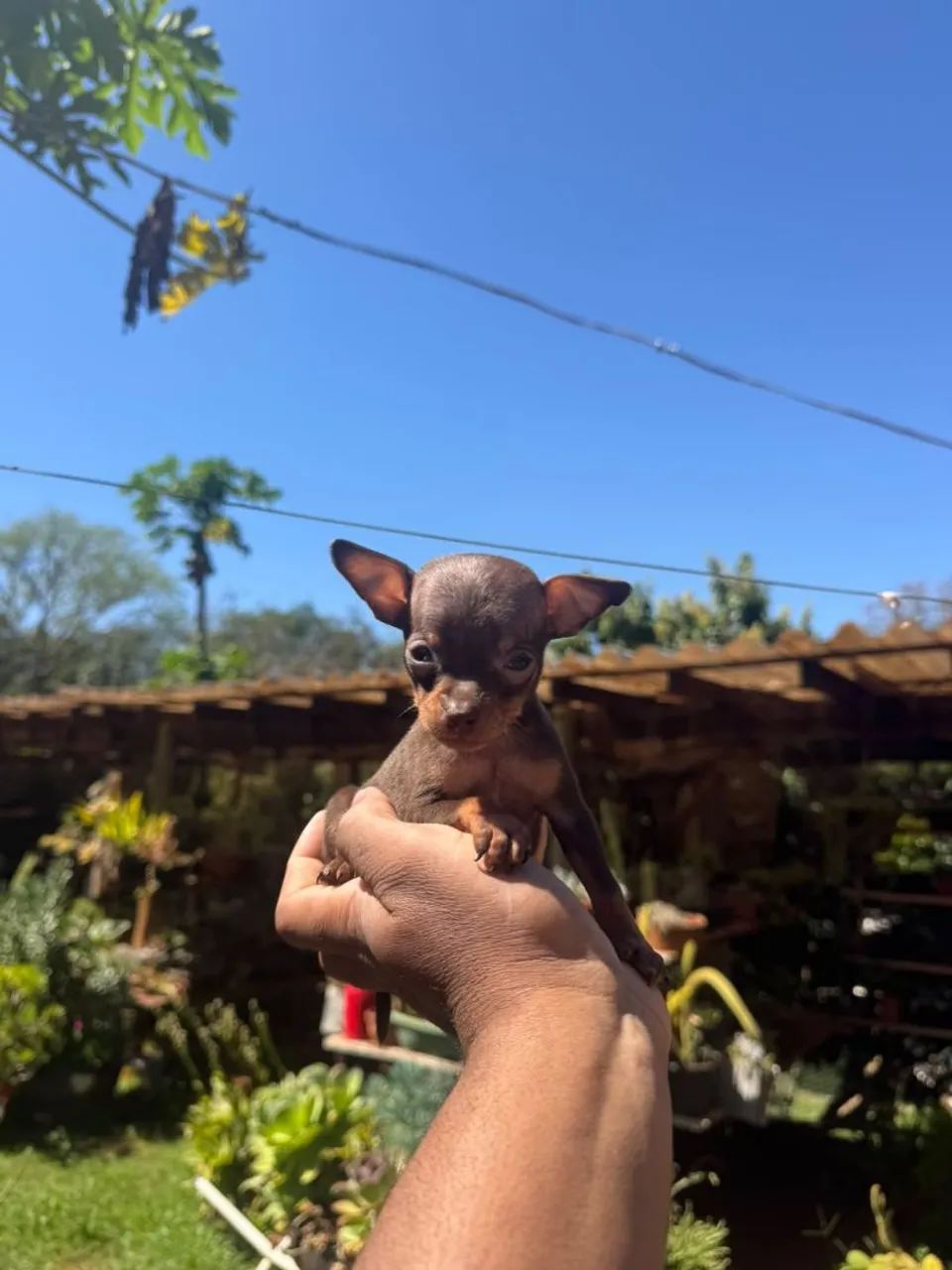 Pinscher chocolate zerinho  - Foto 2