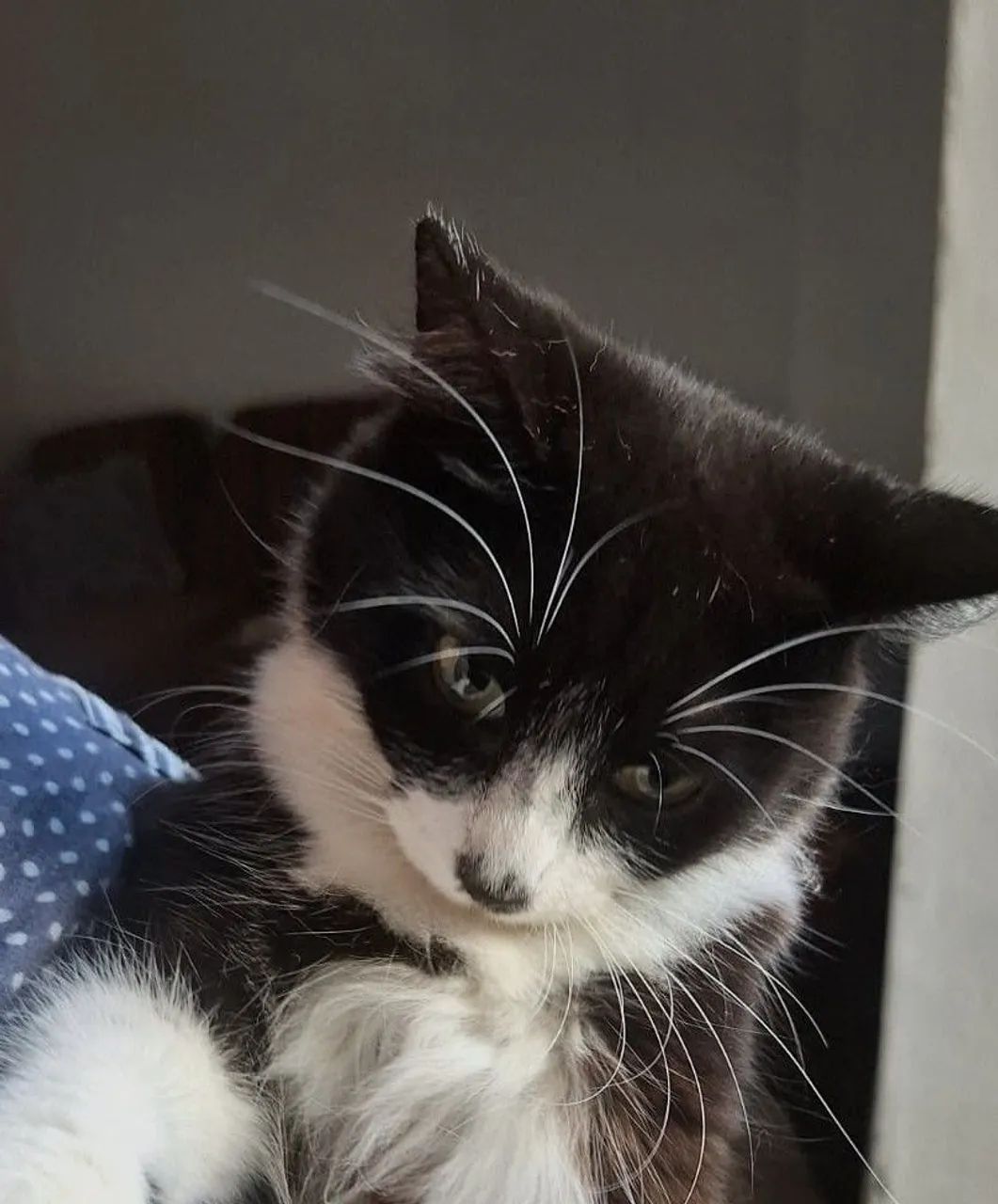 Gata frajola, preta e branca linda, pelo macio, muito fofa - Foto 4