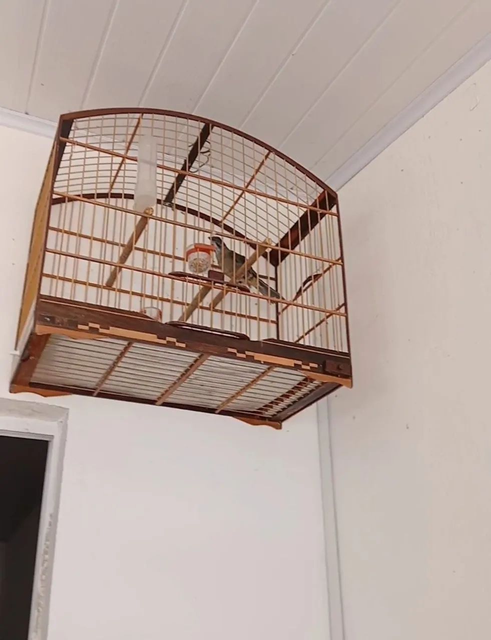 Acessórios para pet