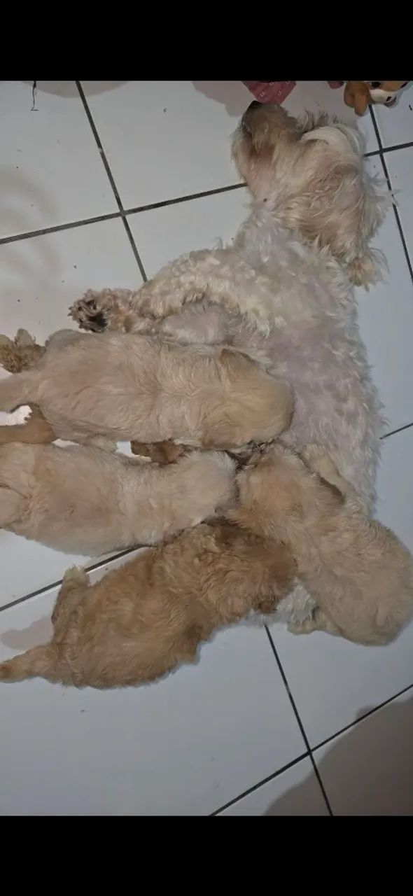 Poodle