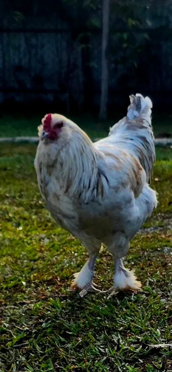 Galo da genetica de ovos verdes. - Foto 4