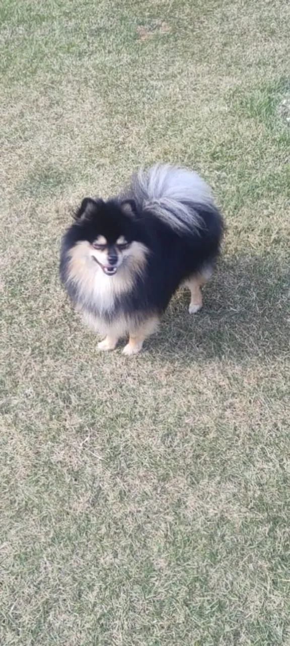 Cachorro  - Foto 2