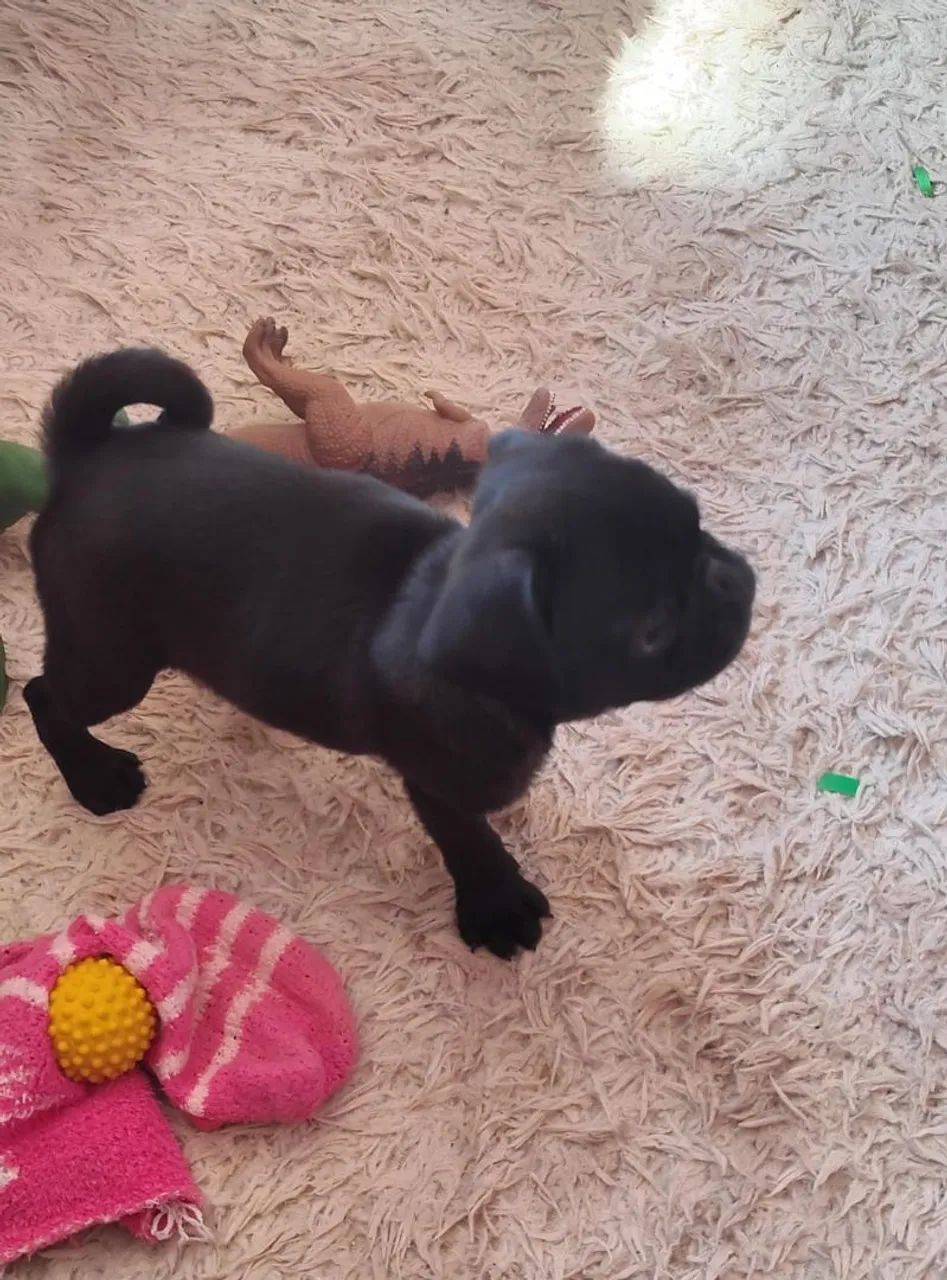 Mine Pug macho Black  - Foto 2