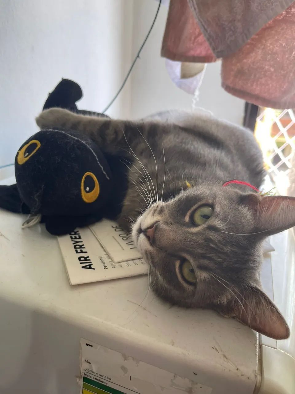 DOAÇÃO DE GATO DUPLA - Foto 2