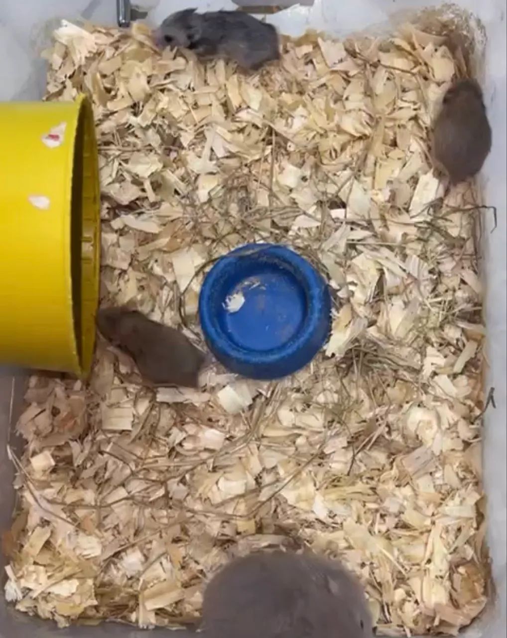 Hamster Sirio 