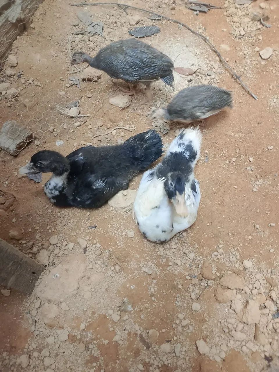 picotes,patos e perus bourbon - Foto 3