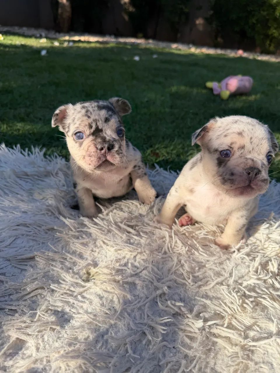 Vendo Buldogue Francês  - Foto 2
