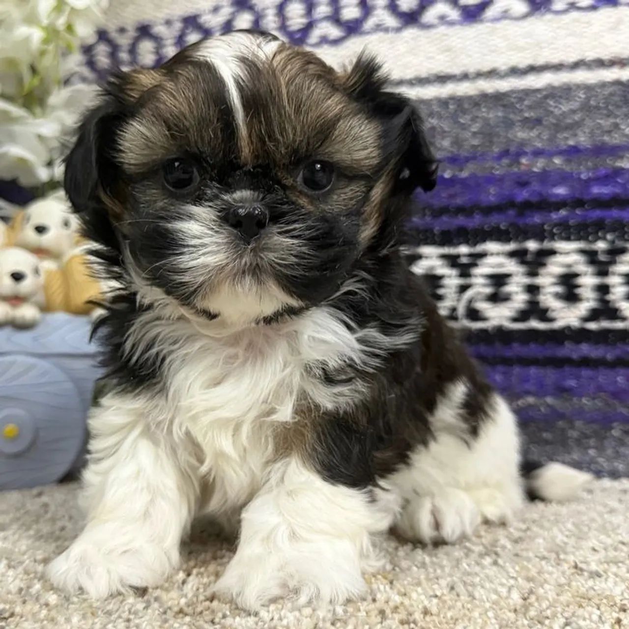 Lhasa Apso Mini 