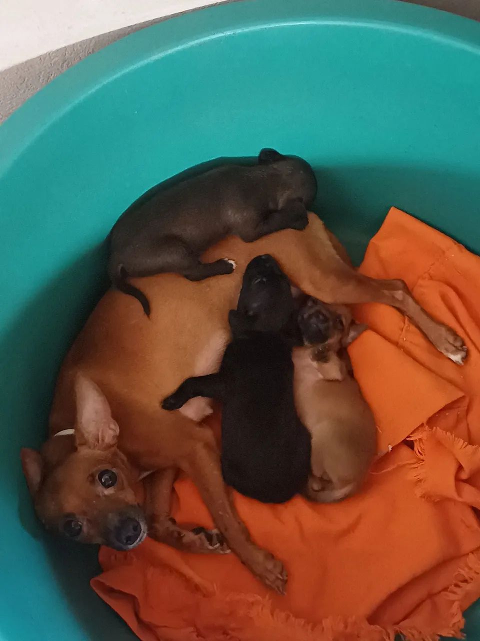 Pinscher  - Foto 5