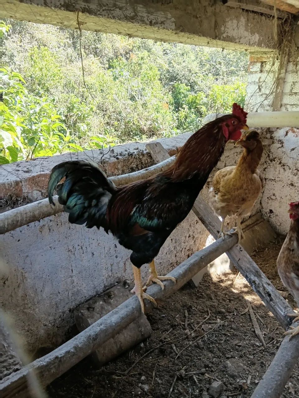 Frango caipira  - Foto 2
