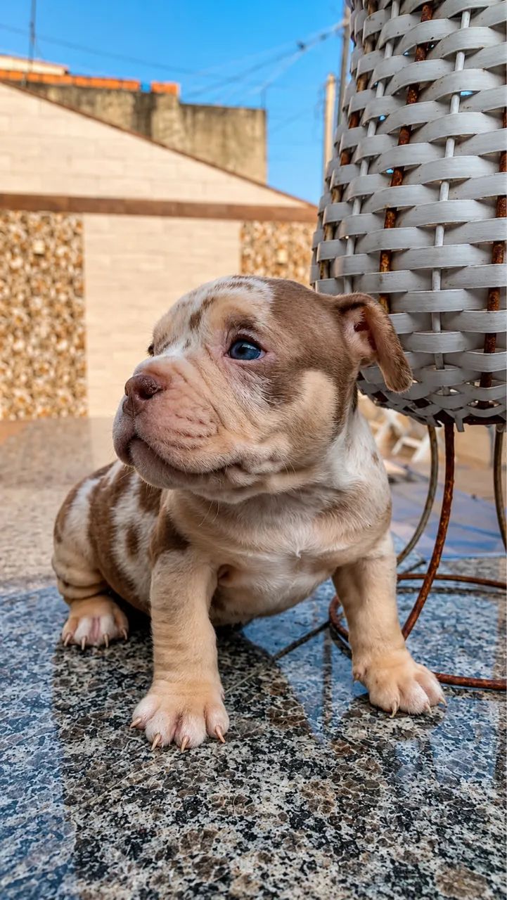 Filhotes de American Bully  - Foto 2