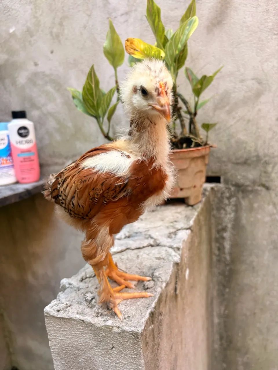 Galinha Brahma  - Foto 5