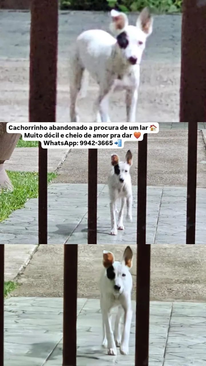 Cachorrinho dócil adoção 
