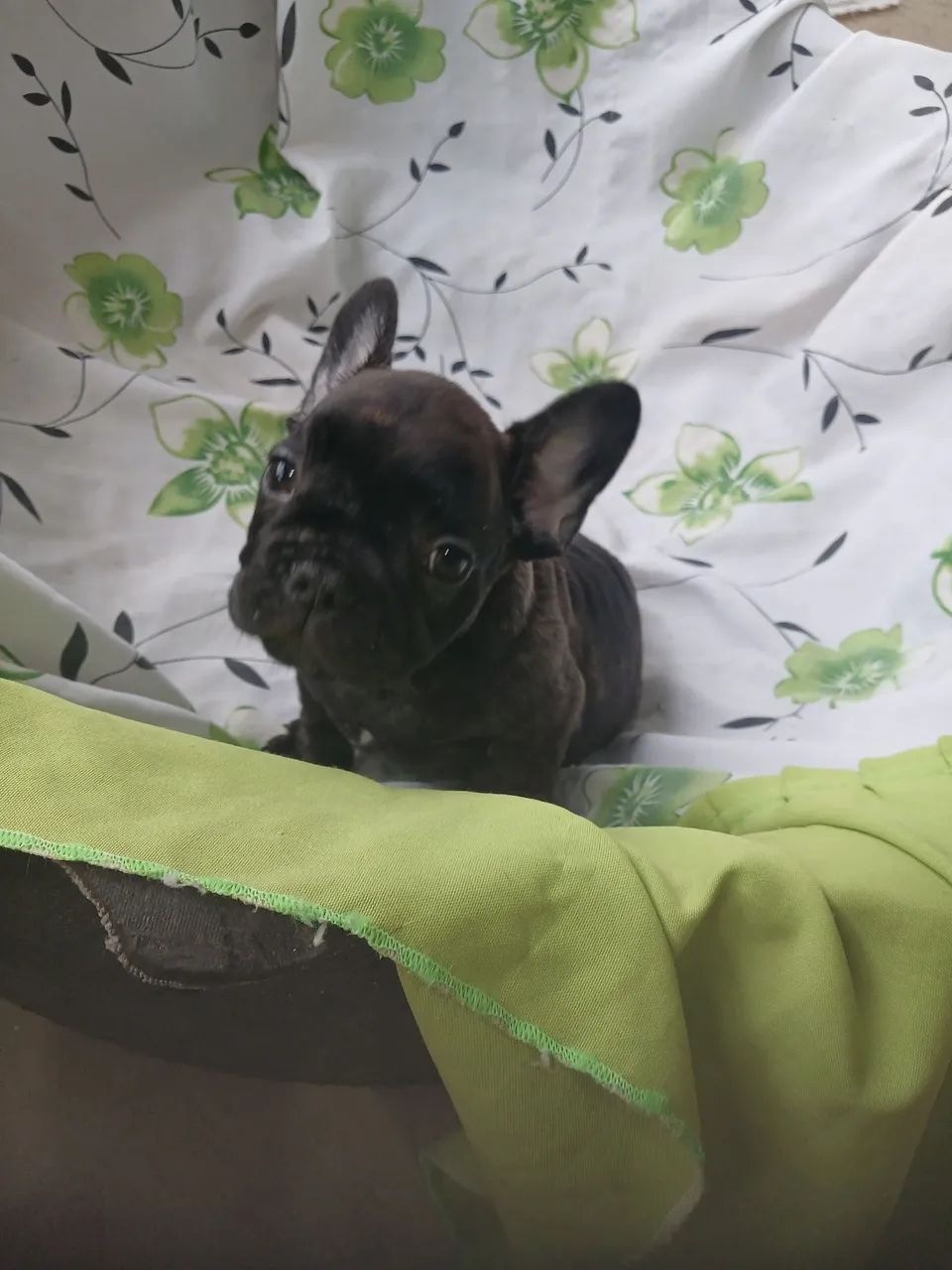 Buldogue francês  - Foto 3