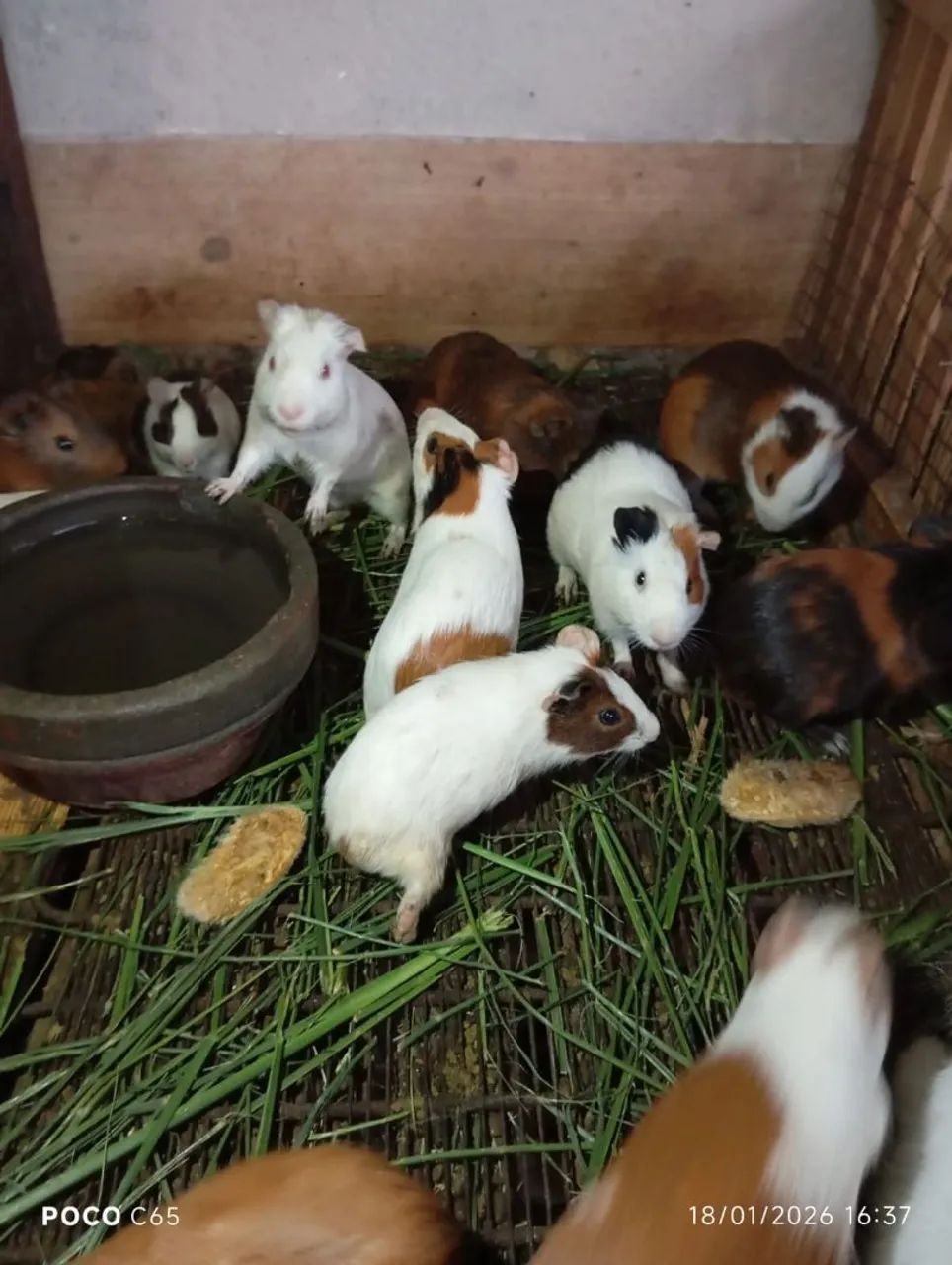 Porquinhos da índia  - Foto 2