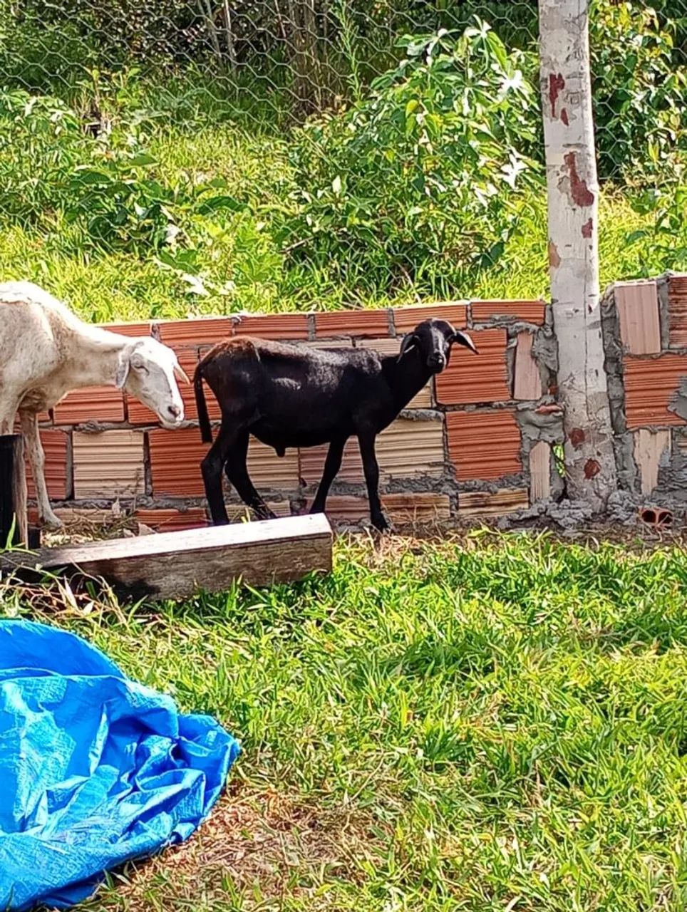 Carneiro  - Foto 3