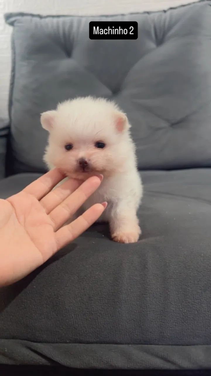  Cachorro  - Foto 2