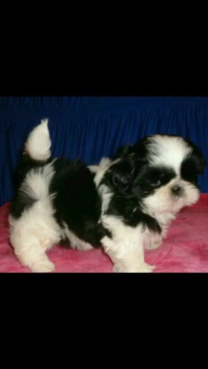 Lindos filhotes de shihtzu mini  - Foto 3