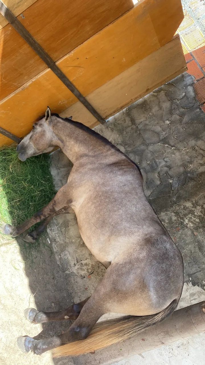 Cavalo - Foto 2