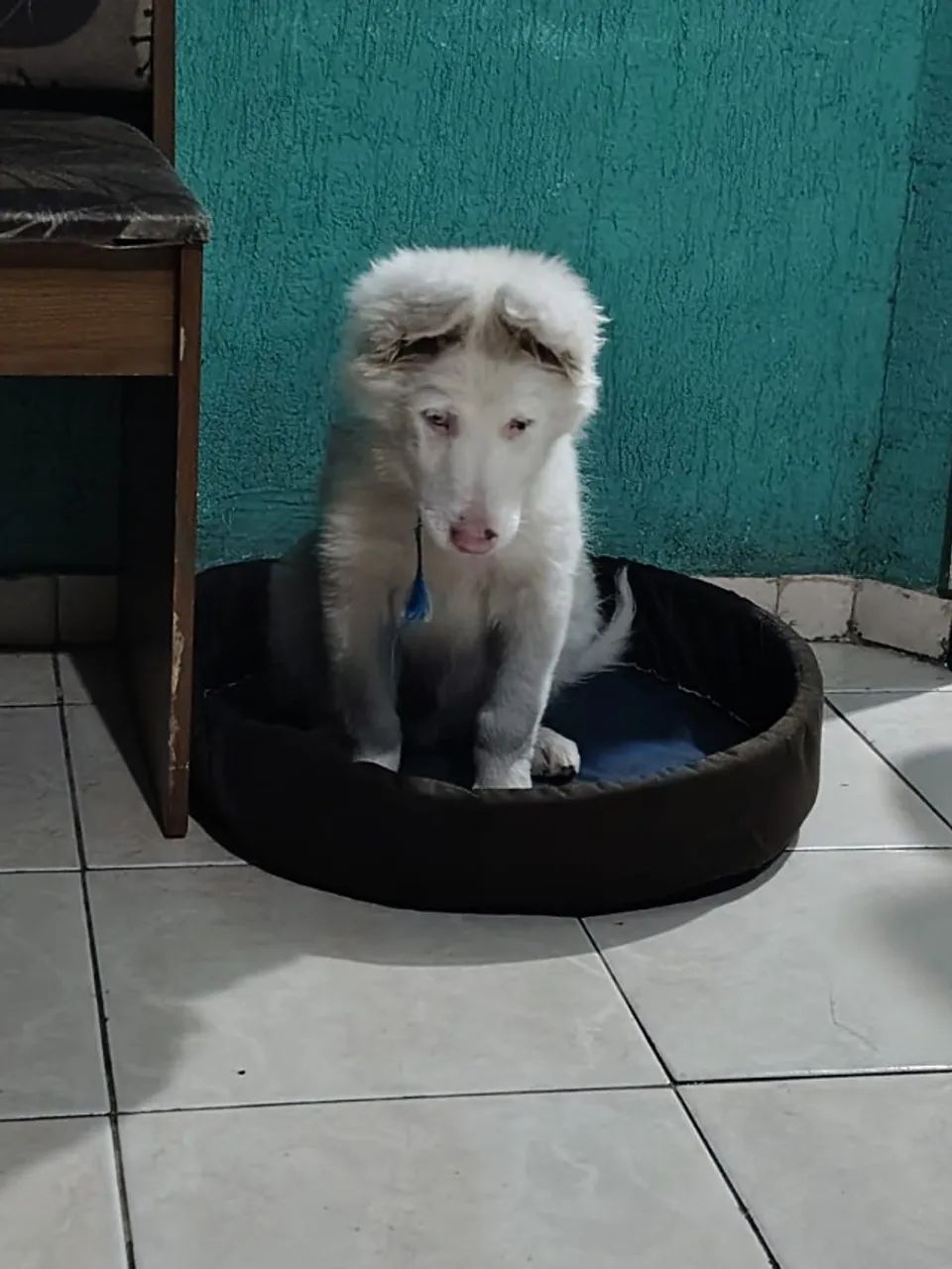 Cachorro boder collie  - Foto 4