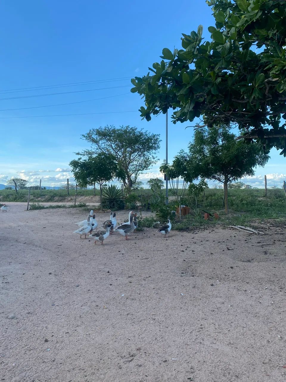 Casais de ganso a venda  - Foto 2