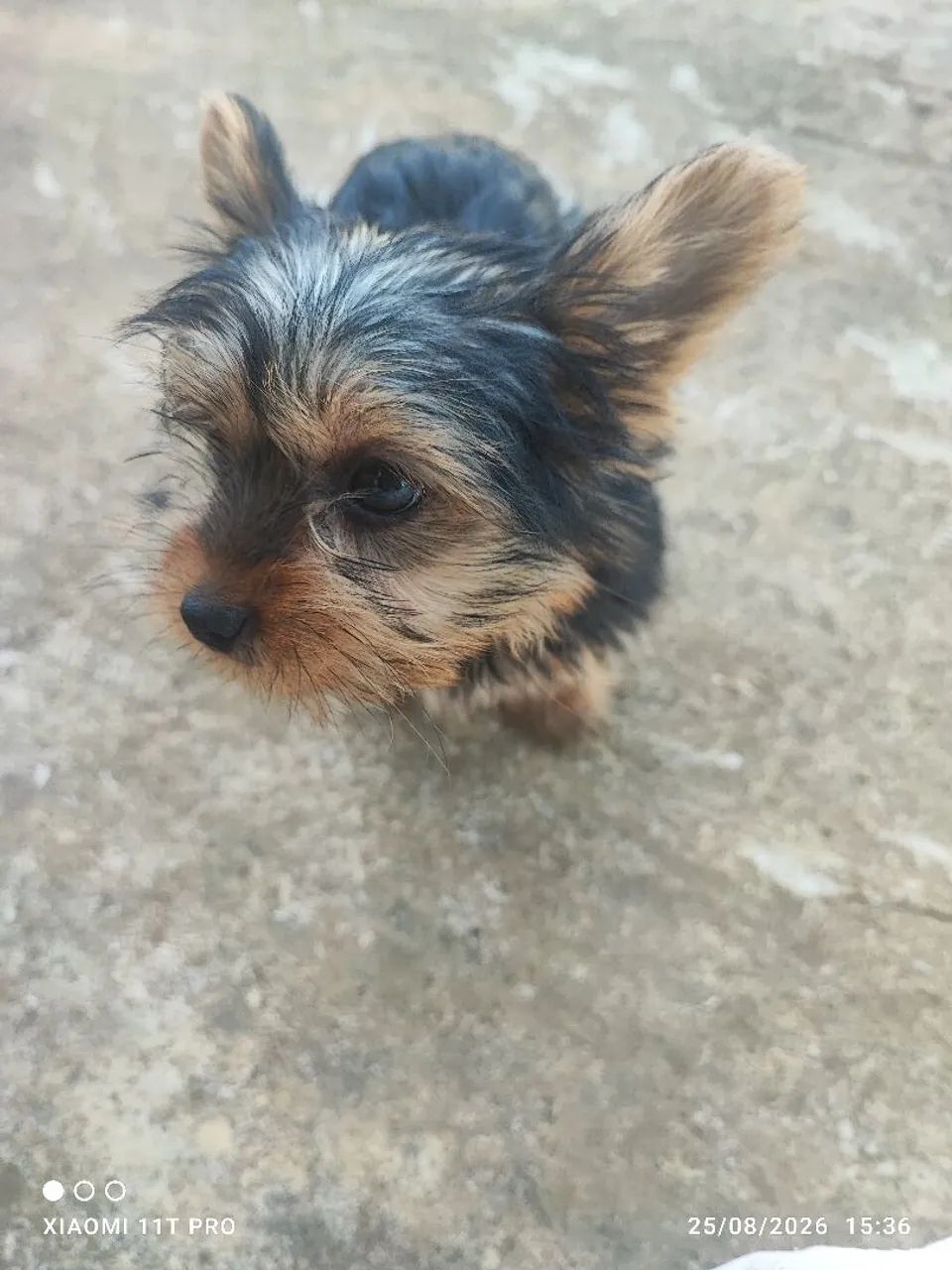 Yorkshire Terrier macho