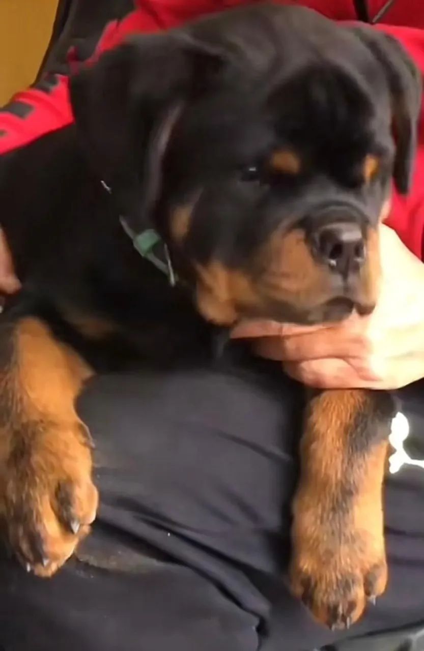 FILHOTES DE ROTTWEILER - Foto 3
