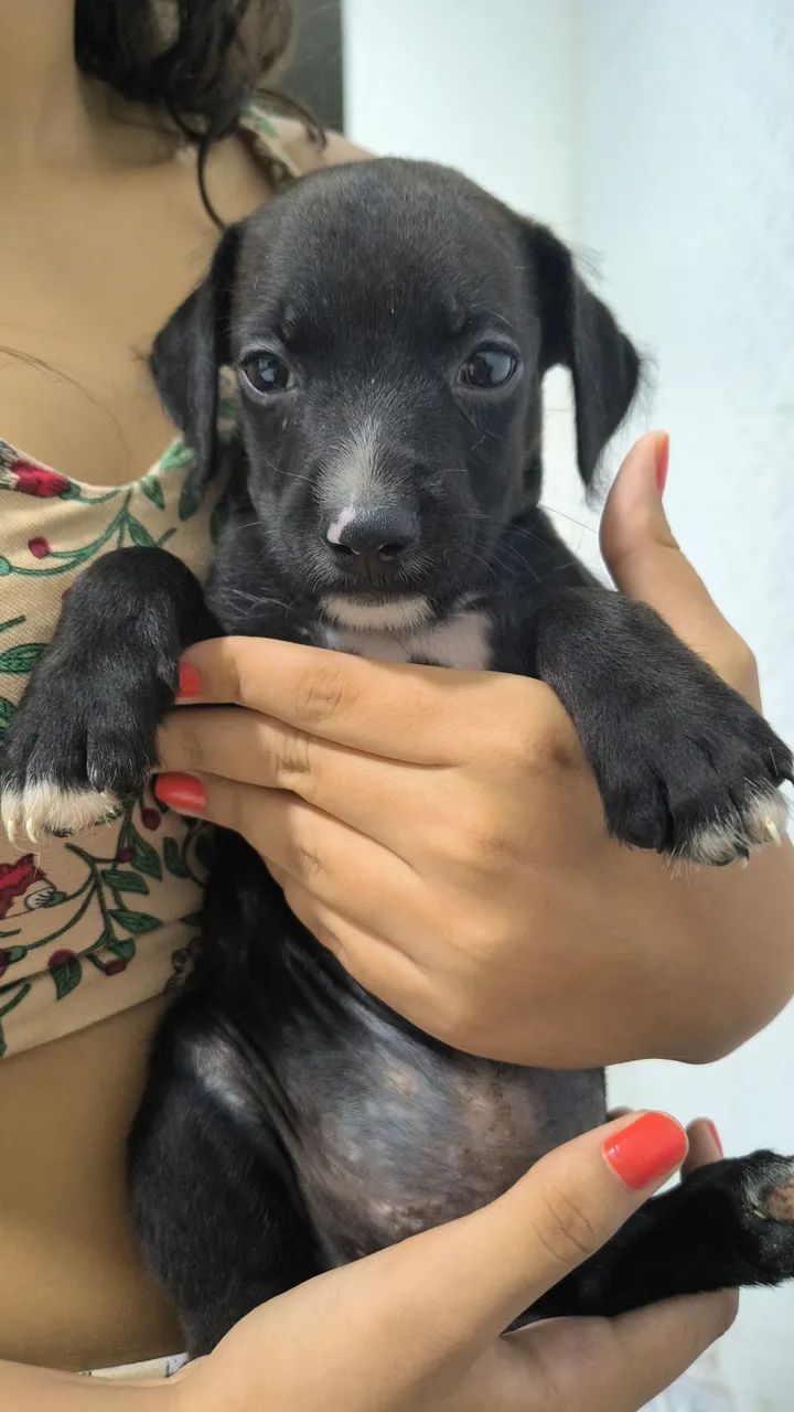 Filhote poodle com Pitbull - últimos - Foto 4