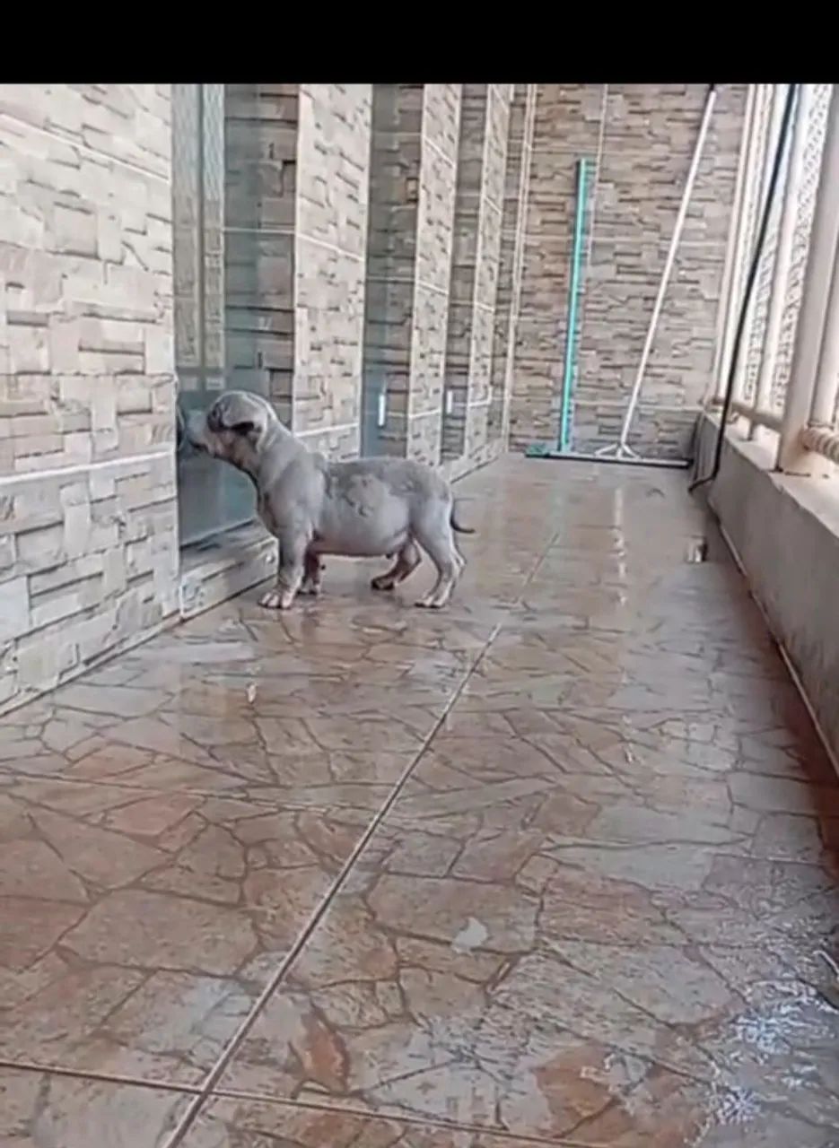 American bully  - Foto 4