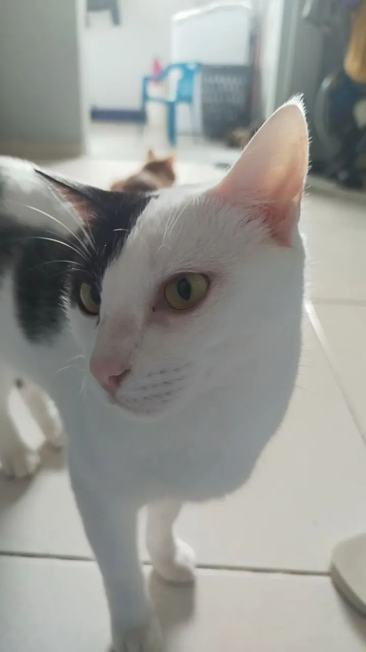 Adoção responsável  - Foto 2