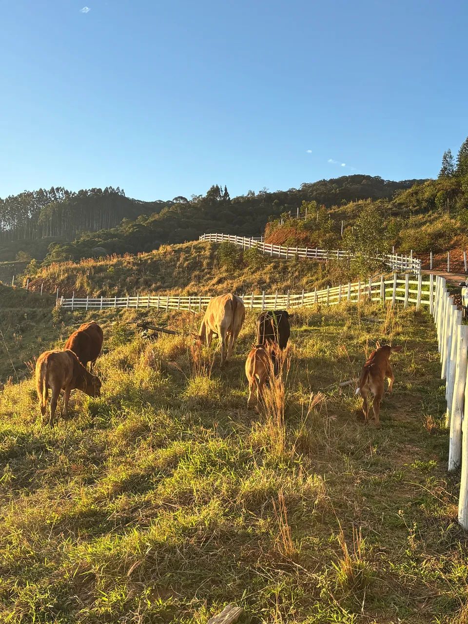 LINDO 2 Hectares Parcela em 36 X !