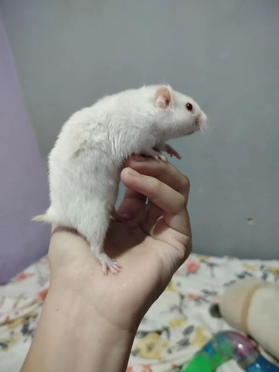 Hamster sírio - Foto 3