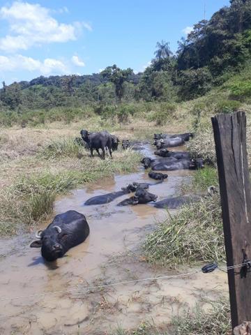Fazenda completa - Foto 14