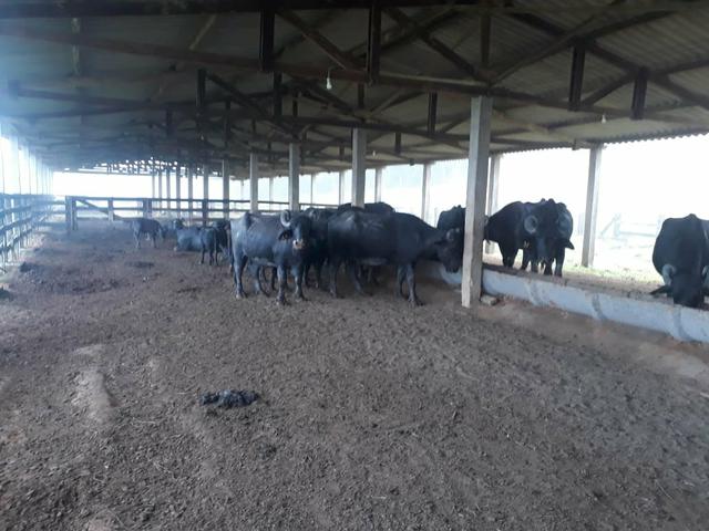 Fazenda completa - Foto 7