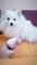 Lindo machinho Branco de Lulu da Pomerania