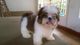 Shih Tzu Micro