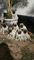 Filhotes de Pugs - Pais no local