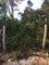 3 lotes juntos,com 1470 m²