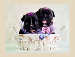 Título do anúncio: Bulldog francês - lindas meninas disponíveis no Namu Royal, fotos verdadeiras 