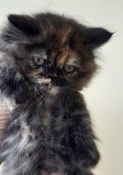 Título do anúncio: Gato persa(fêmea)
