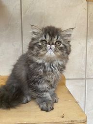 Título do anúncio:  filhotes gato persa com pedigree