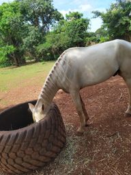 Título do anúncio: Cavalo Baio Mangalarga marcha picada 3.5 anos