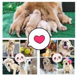 Cachorro Golden Retriever no Rio Grande do Norte | OLX Cachorro Golden Retriever no Rio Grande do Norte | OLX