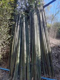 Título do anúncio: Bambu cana da india