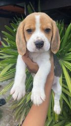 Título do anúncio:  Lindos Filhotes de Beagle padrão da raça com Pedigree e Garantia 