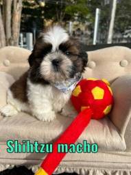 Título do anúncio: charmosos filhotes de Shih Tzu disponíveis na Espaço Vet 